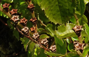 Calvoa orientalis, horizontally opening capsular fruits allowing rain splash dispersal of the seeds, Amani, East Usambara, Tanzania