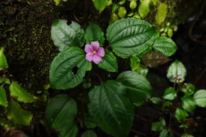 Calvoa orientalis, leaves and flower, Amani, East Usambara, Tanzania