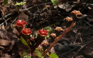 Calvoa orientalis, maturing fleshy and mature dry capsules, Amani, East Usambara, Tanzania