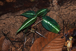 Camouflage and mimicry, under lateral flash light, the white legged spider Heteropoda boiei is visible while waiting for a prey under the white veined Sonerila maculata, Deramakot FR, Sabah, Borneo