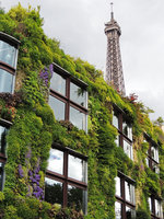 Campanula portenschlagiana in flower at the Quai Branly Museum, May 2013