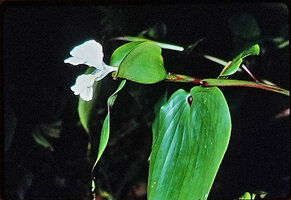 Camptandra latifolia, leaf, involucral bract and flower, Cameron Highlands, Malaysia