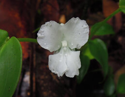 Camptandra ovata, flower at anthesis, Fraser's Hill, Malaysia