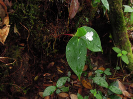 Camptandra ovata, Fraser's Hill, Malaysia