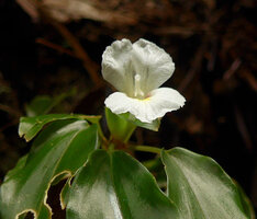 Camptandra parvula, flower at anthesis, Harau valley, West Sumatra.