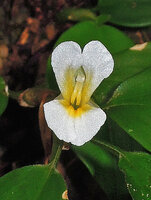 Camptandra parvula flower, front view, Kubah NP, Sarawak, Borneo.