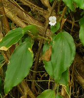 Camptandra parvula, flowering stem, Harau valley, West Sumatra.