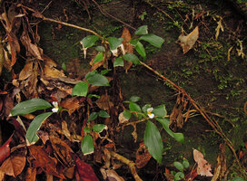 Camptandra parvula on mossy vertical rock habitat, Kubah NP, Sarawak, Borneo