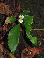 Camptandra parvula on mossy vertical rock, Kubah NP, Sarawak, Borneo.