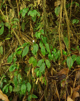 Camptandra parvula on vertical mossy cliff habitat, Harau valley, West Sumatra