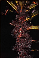 Campylospermum duparquetianum, upper part of the monocaulous treelet with terminal leaf rosette accumulating canopy leaf litter and producing numerous much branched coralliform roots, Campo, Cameroon