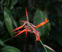Canna polyclada, flower detail, Serra dos Orgaos NP,Teresopolis , Brazil