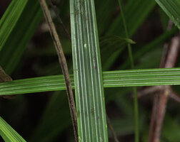 Capitularina involucrata, plicate leaves, Malagufuk, Sorong, Papua