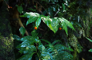 Capsicum lanceolatum, bright red hanging berries under plagiotropic anisophyllous stems, Biotopo del Quetzal, Baja Verapaz, Guatemala