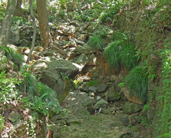 Carex population hanging vertically from a ruin wall, Hangzhou, China