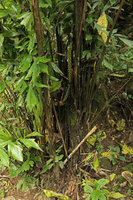 Caryota monostachya, base of the cespite, Nam Cang, Sapa, Vietnam