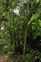 Caryota monostachya, cespitose clump in perturbated primary forest, Nam Cang, Sapa, Vietnam