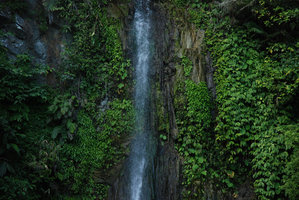 Waterfall with Tricyrtis, Elatostema and Colocasia, East coast, Taiwan