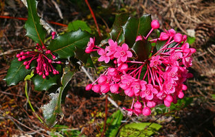Casearia crassinervis, spiny leaves and bright pink flowers, Alejandro de Humboldt NP, Cuba