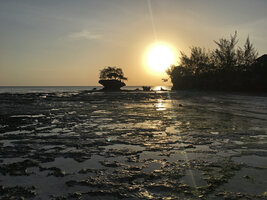 Casuarina equisetifolia on rocky coast shore at sunset, Pemba Tanzania