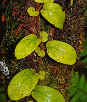 Catanthera sp., anisophylly and hairy stems, Kwau, Arfak Mts, 1600 m asl, West Papua
