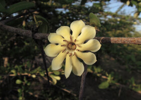 Catunaregam spathulifolia, ageing flower turning yellow, Penarik, Trengganu, Malaysia