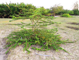 Catunaregam spathulifolia, circular herbaceous phase and young central erect shrubby stems, Penarik, Trengganu, Malaysia