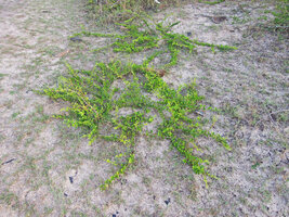 Catunaregam spathulifolia, circular herbaceous phase, Penarik, Trengganu, Malaysia