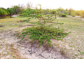 Catunaregam spathulifolia, circular herbaceous prostrate phase and emerging central erect woody shrubby stems, Penarik, Trengganu, Malaysia