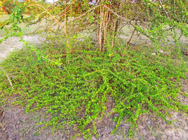 Catunaregam spathulifolia, circular herbaceous prostrate phase and separate emerging erect woody shrubby stems, Penarik, Trengganu, Malaysia