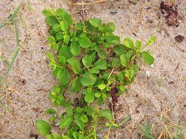Catunaregam spathulifolia, detail of a young herbaceous individual, Penarik, Trengganu, Malaysia