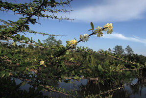 Catunaregam spathulifolia, flowering branch, Penarik, Trengganu, Malaysia