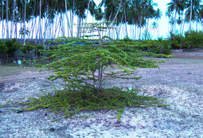 Catunaregam spathulifolia, herbaceous prostrate circular creeping phase and central shrubby phase with plagiotropic lateral branches, Penarik, Trengganu, Malaysia