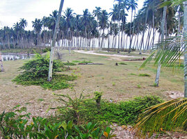 Catunaregam spathulifolia, individuals with circular herbaceous prostrate phase and emerging erect central shrubby stems, Penarik, Trengganu, Malaysia