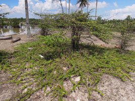Catunaregam spathulifolia, large creeping herbaceous phase and erect central woody stems, Penarik, Trengganu, Malaysia