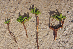 Catunaregam spathulifolia, overgrazed post seedling stages by cattle, all the new shoots appearing in a centrifugous pattern, these radial shoots remaining prostrate on the ground, Penarik, Trengganu, Malaysia