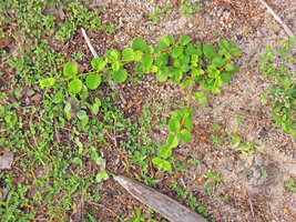 Catunaregam spathulifolia, post-seedling herbaceous prostrate and plagiotropic phase, Penarik, Trengganu, Malaysia