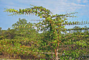 Catunaregam spathulifolia, rameal spines on plagiotropic branches of the shrubby phase, characteristic of Troll's architectural model, Penarik, Trengganu, Malaysia