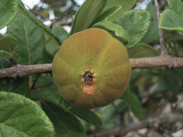 Catunaregam spathulifolia, tomentose fruit, Penarik, Trengganu, Malaysia