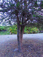 Catunaregam spathulifolia, tree phase, the single short basal trunk probably resulting from the fusion of a group of erect emerging stems, Penarik, Trengganu, Malaysia