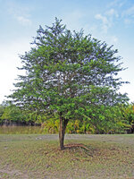Catunaregam spathulifolia, tree phase with single trunk and without plagiotropic spiny branches nor circular basal herbaceous prostrate stems, Penarik, Trengganu, Malaysia
