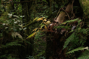 Cautleya gracilis, epiphytic on mossy tree trunk, Doi Inthanon NP, 2500 m asl, Thailand