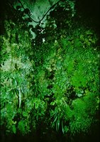 Caverne Vegetale by Patrick Blanc at night, Roche Guyon Castle, France, 2007