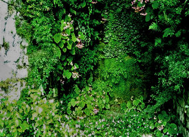 Caverne Vegetale by Patrick Blanc with Begonia grandis in full bloom, Roche Guyon Castle, France, 2007