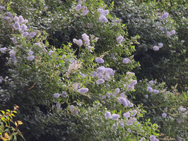 Ceanothus thyrsiflorus var repens flowering in winter, Oasis d'Aboukir, Paris, January 2015