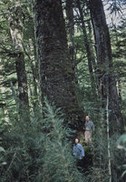Cecile Ostria and Patrick Blanc in the Araucaria araucana forest, Huerquehue, Chili, Dec 1993