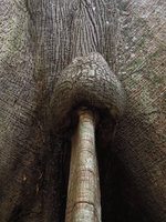Ceiba pentandra, bulk on buttresses, Inkaterra, Madre de Dios, Peru