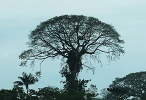Ceiba pentandra exhibiting successive downwards bifurcations creating its crown shape, Rio Napo, Ecuador