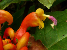 Centropogon granulosus, anther tube with apical hairs and recurved stigma, Chicaque, Soacha, Colombia