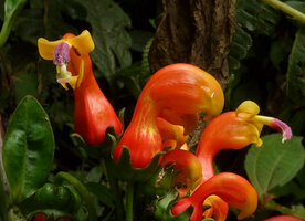 Centropogon granulosus, flowers, Chicaque, Soacha, Colombia
